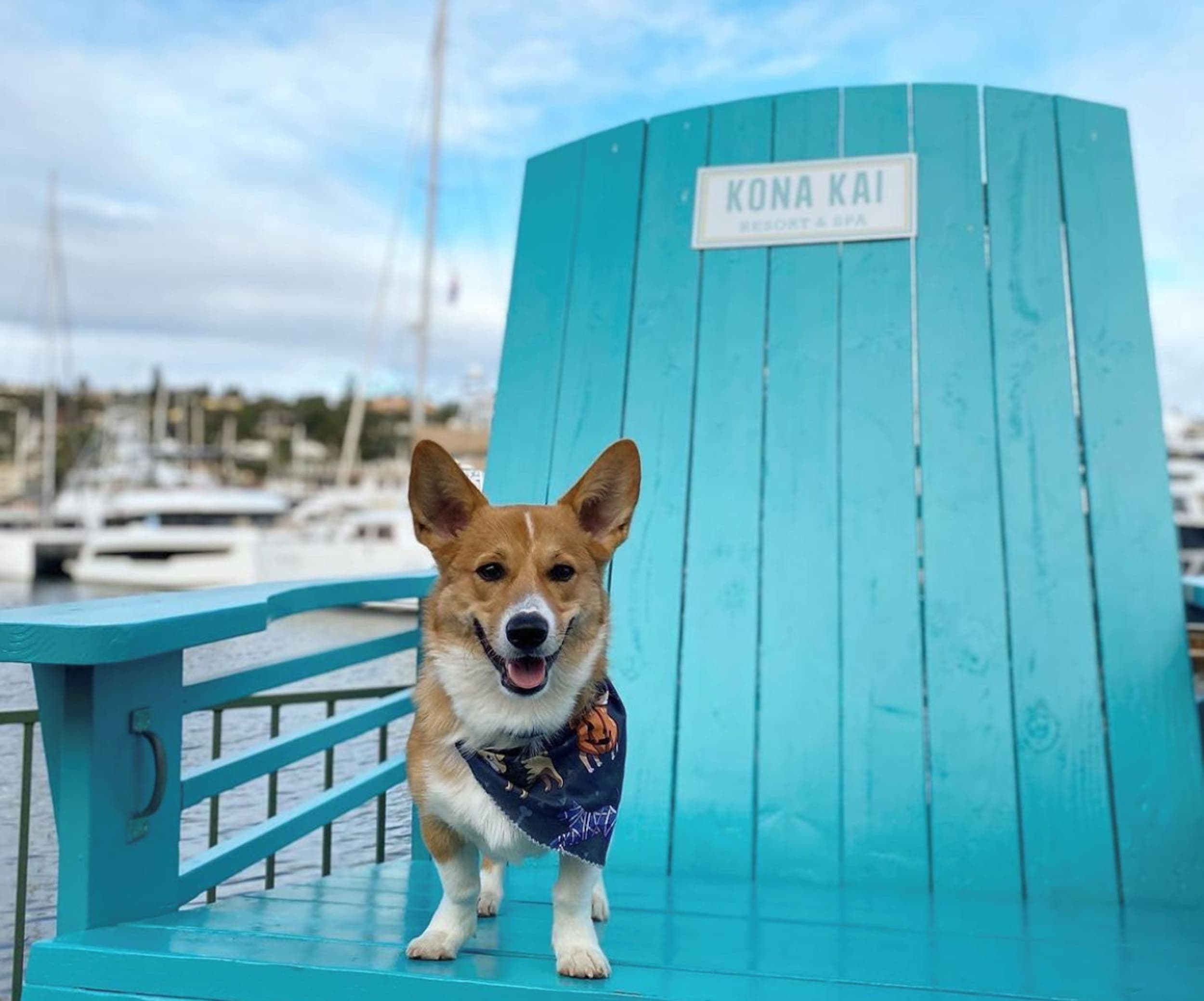A corgi sitting on a chair